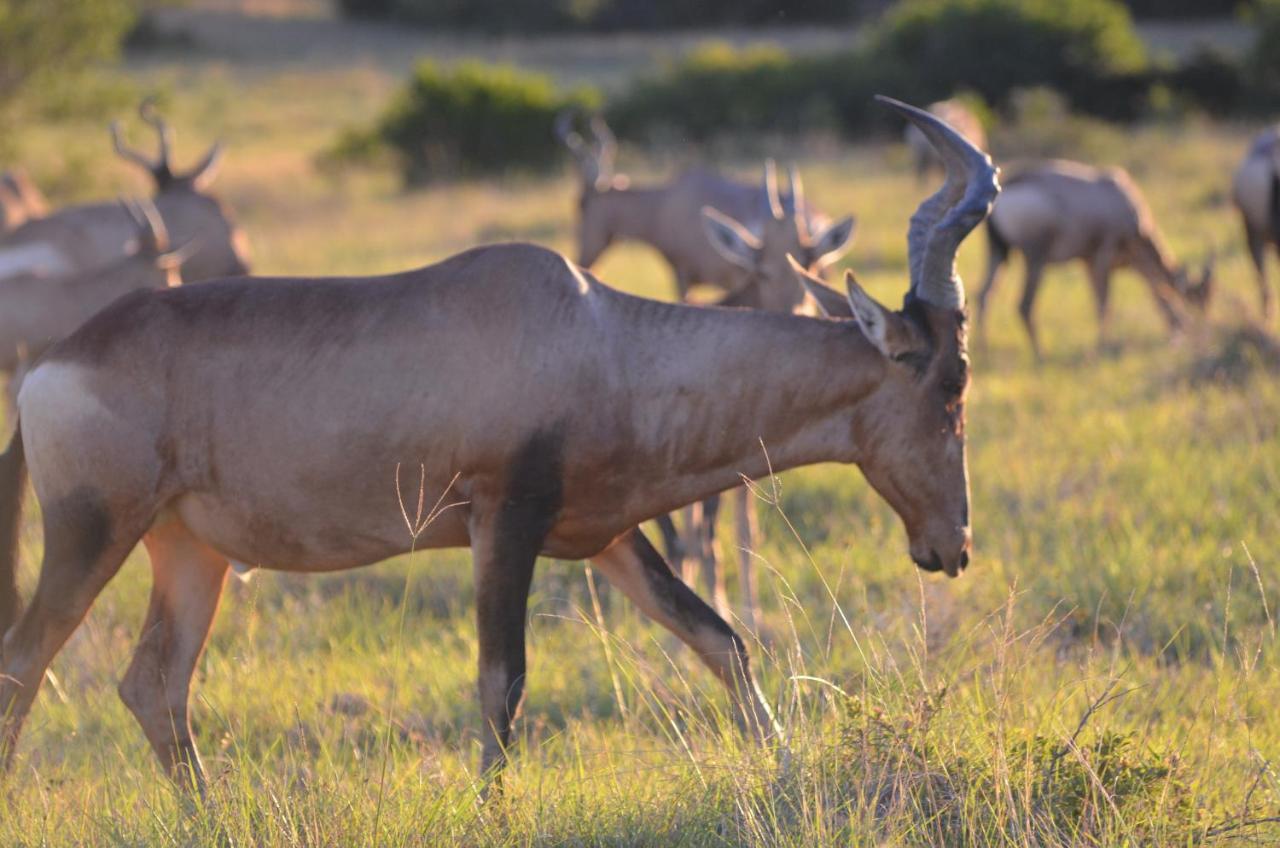 Lalibela Game Reserve Lentaba Safari Lodge Paterson Екстер'єр фото