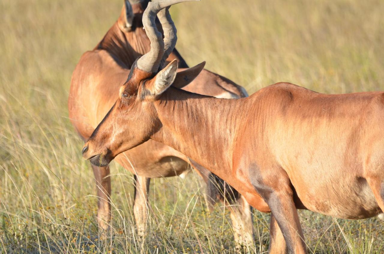 Lalibela Game Reserve Lentaba Safari Lodge Paterson Екстер'єр фото