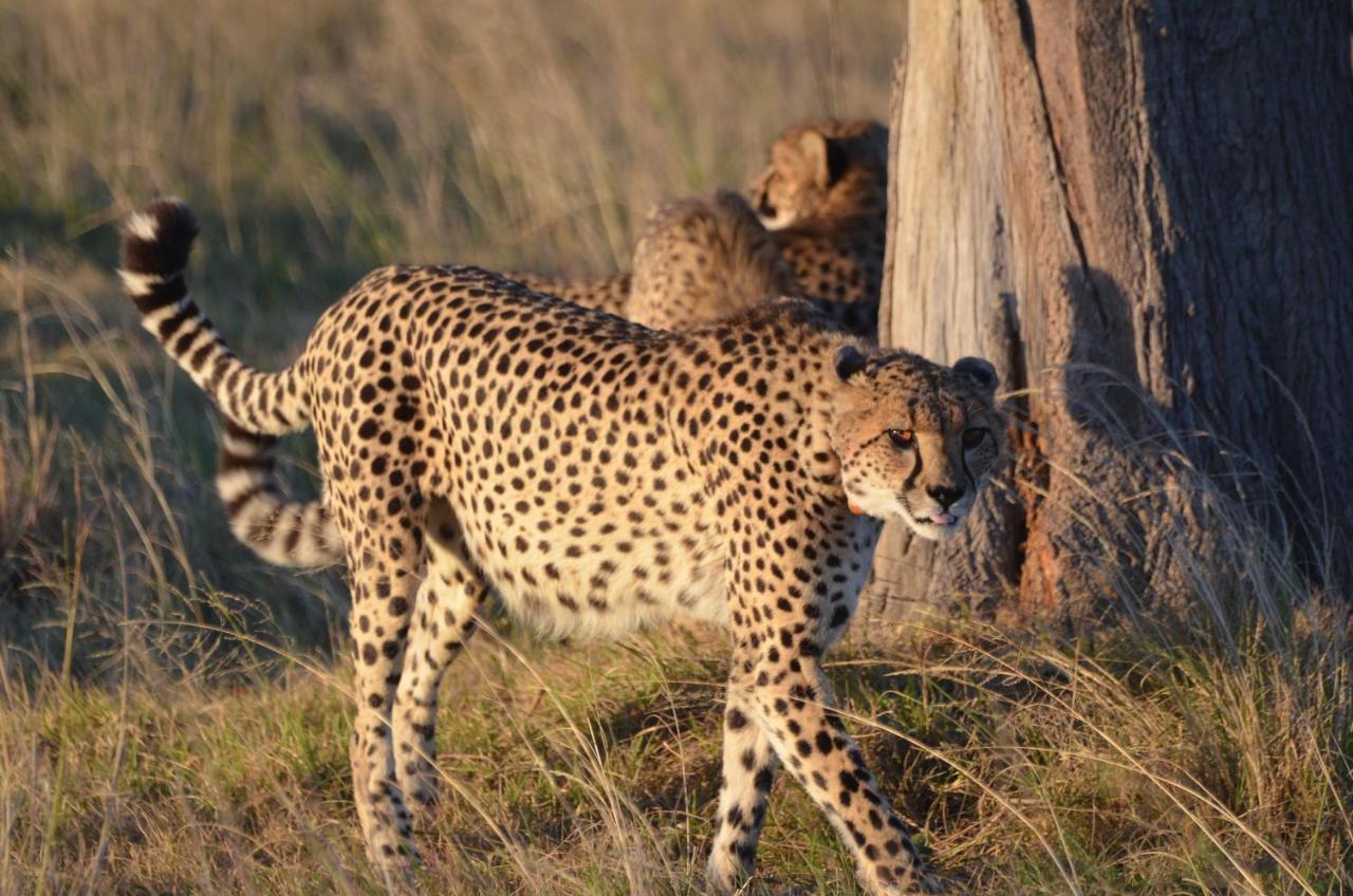 Lalibela Game Reserve Lentaba Safari Lodge Paterson Екстер'єр фото